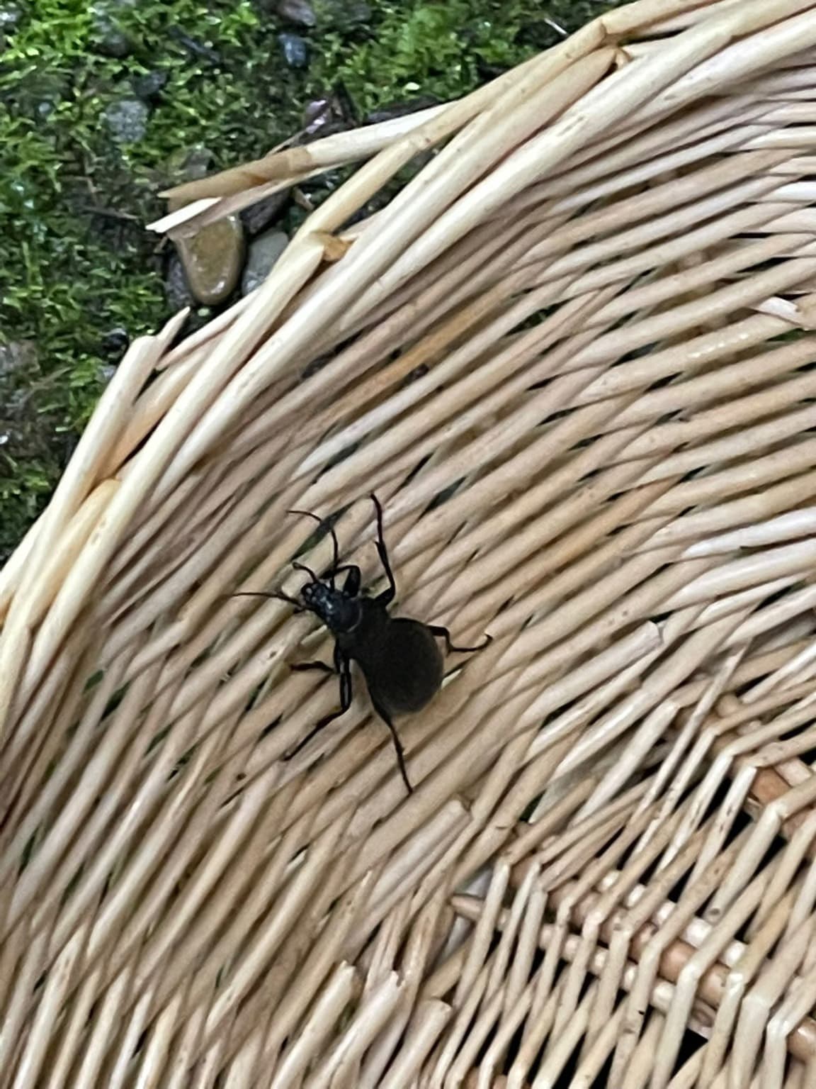 Waldspielgruppe Impression 44